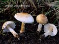 Lepiota ochraceodisca-amf1160-1